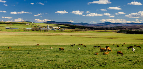 Boeuf en pâturage nourri à l'herbe
