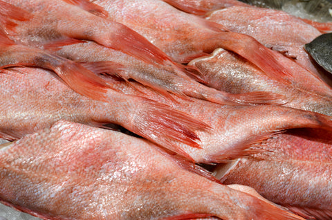 La renaissance du sébaste du Québec : un poisson d'exception à redécouvrir