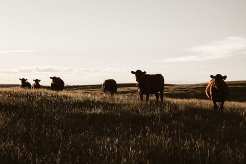viande, sans hormones de croissance, sans antibiotique, biologique, boeuf du Québec
