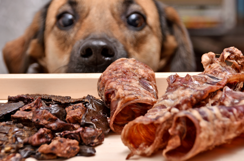 Recette maison de gâterie de foie de boeuf pour chien