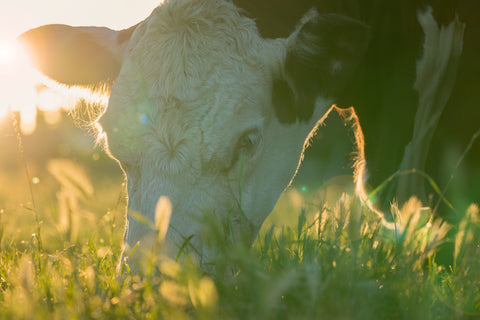 boeuf nourri à l'herbe, grass-fed, naturel, sans antibiotique, sans hormones de croissance, santé
