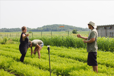 Légumes biologiques 