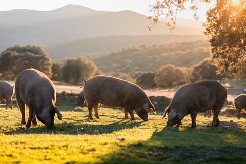 Porc d'élevage traditionnel du Québec