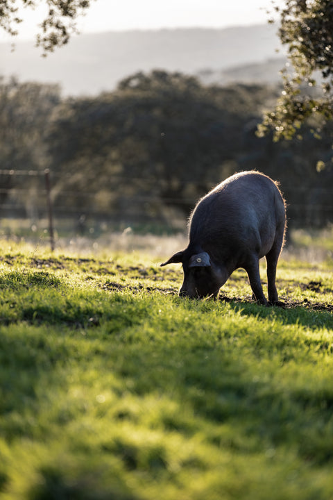 porc en liberté biologique paturage