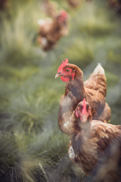 poulet biologique en liberté