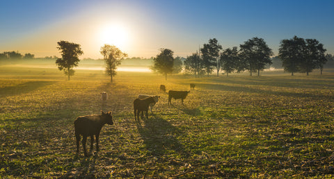 boeuf nourri à l'herbe en paturage